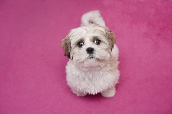 Domestic Dog, Shih Tzu, puppy, sitting on pink carpet, England, October