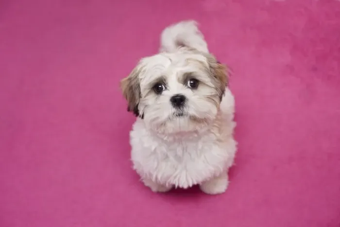 Framed Print : Domestic Dog, Shih Tzu, puppy, sitting on pink carpet, England, October Framed Print : Domestic Dog, Shih Tzu, puppy, sitting on pink carpet, England, October