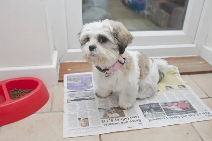 Framed Print : Domestic Dog, Shih Tzu, puppy, toilet training on newspaper beside door, England, October Framed Print : Domestic Dog, Shih Tzu, puppy, toilet training on newspaper beside door, England, October