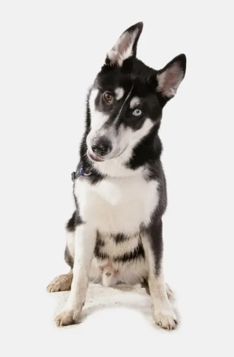 Framed Print : Domestic Dog, Siberian Husky, adult, with different coloured eyes, sitting