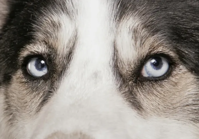 Framed Print : Domestic Dog, Siberian Husky, adult, close-up of eyes Framed Print : Domestic Dog, Siberian Husky, adult, close-up of eyes