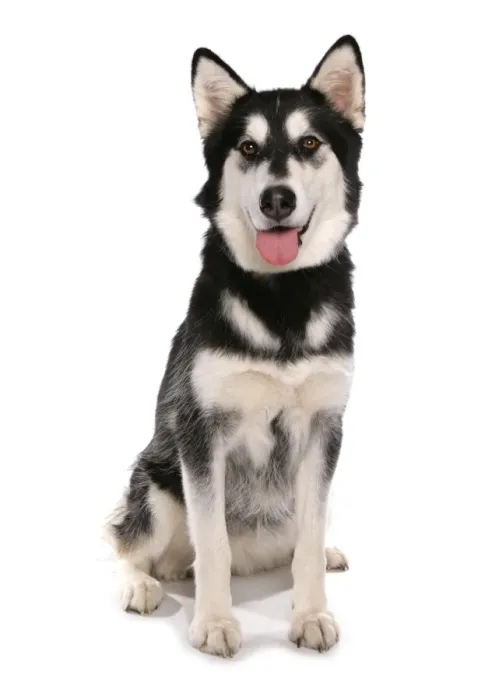 Framed Print : Domestic Dog, Siberian Husky x German Shepherd, puppy, sitting