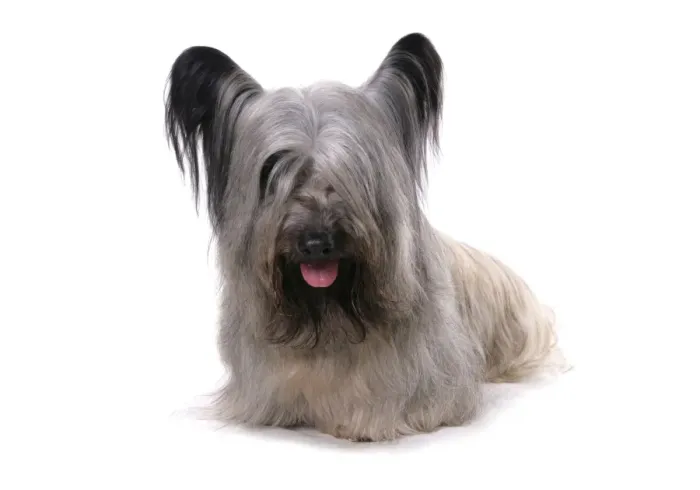 Framed Print : Domestic Dog, Skye Terrier, adult male, sitting Framed Print : Domestic Dog, Skye Terrier, adult male, sitting