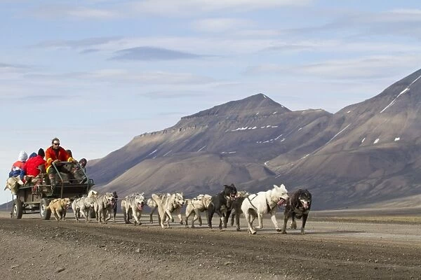 Domestic Dog, sled team pulling trailer with tourists, near Longyearbyen, Spitzbergen, Svalbard, july