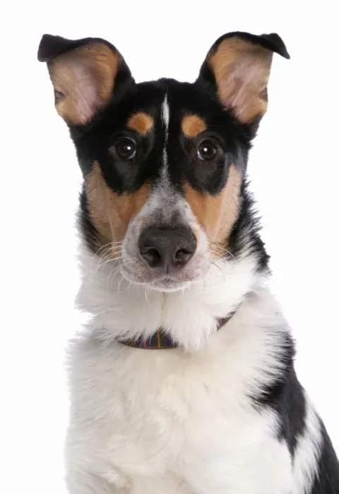 Framed Print : Domestic Dog, Smooth Collie, adult, with collar, close-up of head