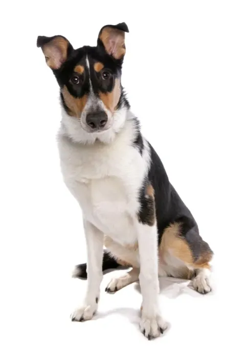 Framed Print : Domestic Dog, Smooth Collie, adult, sitting Framed Print : Domestic Dog, Smooth Collie, adult, sitting
