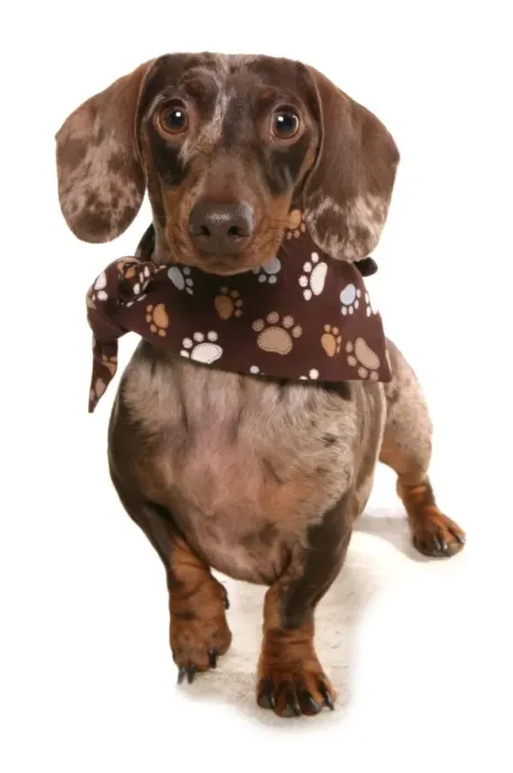 Framed Print : Domestic Dog, Smooth-haired Standard Dachshund, adult, wearing bandana, standing Framed Print : Domestic Dog, Smooth-haired Standard Dachshund, adult, wearing bandana, standing