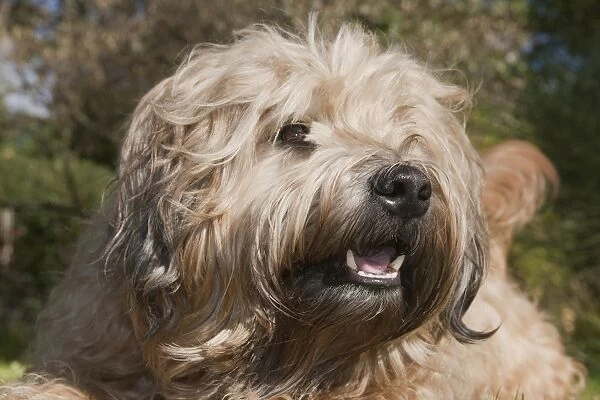 Domestic Dog, Soft-coated Wheaten Terrier, adult, close-up of head, panting, England, October