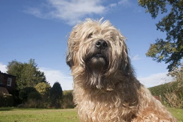 Domestic Dog, Soft-coated Wheaten Terrier, adult, close-up of head and chest, in garden, England, October