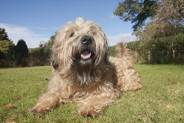 Domestic Dog, Soft-coated Wheaten Terrier, adult, laying on grass in garden, panting, England, October