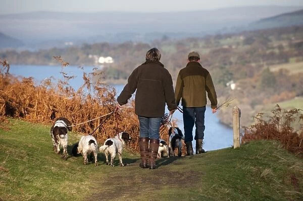 Domestic Dog, Spaniels on leads, being walked by couple on upland, overlooking Ullswater, Lake District, Cumbria