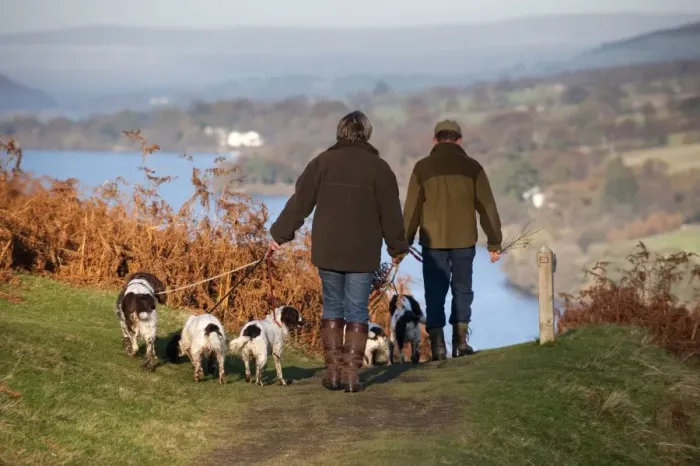 Framed Print : Domestic Dog, Spaniels on leads, being walked by couple on upland, overlooking Ullswater, Lake District, Cumbria