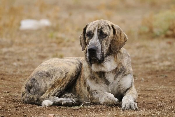Domestic Dog, Spanish Mastiff, adult male, resting, used as cattle dog in dehesa, Salamanca, Castile and Leon, Spain