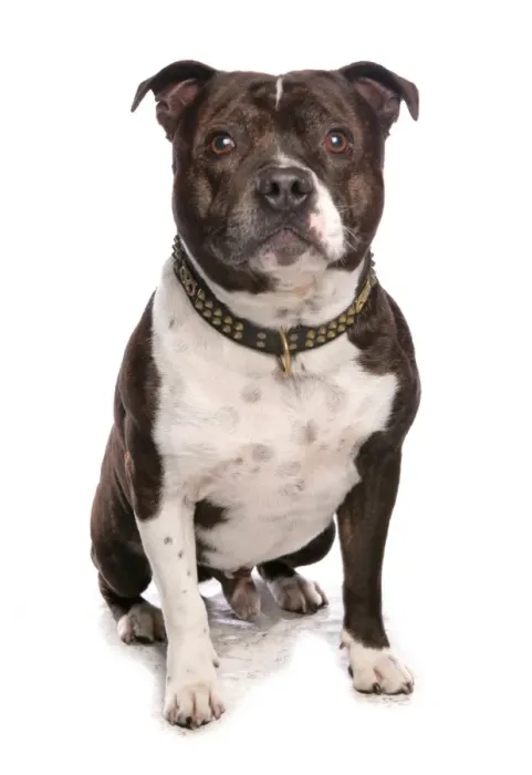 Framed Print : Domestic Dog, Staffordshire Bull Terrier, adult, sitting Framed Print : Domestic Dog, Staffordshire Bull Terrier, adult, sitting
