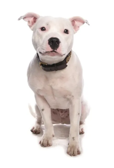 Framed Print : Domestic Dog, Staffordshire Bull Terrier, adult, sitting
