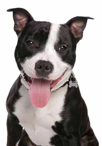 Domestic Dog, Staffordshire Bull Terrier, adult male, panting, close-up of head