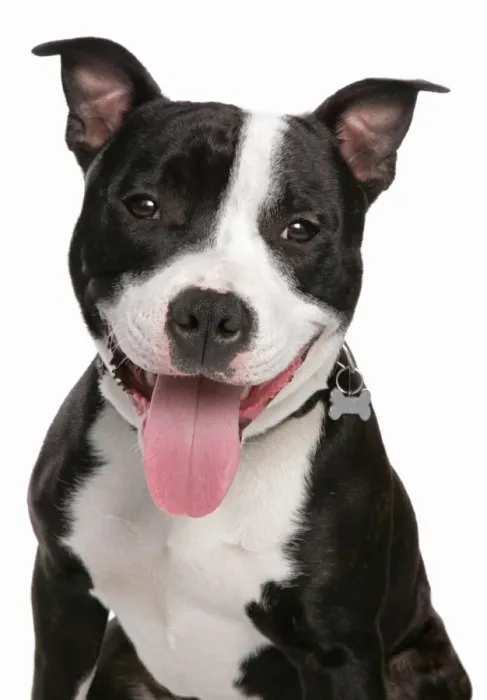 Framed Print : Domestic Dog, Staffordshire Bull Terrier, adult male, panting, close-up of head Framed Print : Domestic Dog, Staffordshire Bull Terrier, adult male, panting, close-up of head