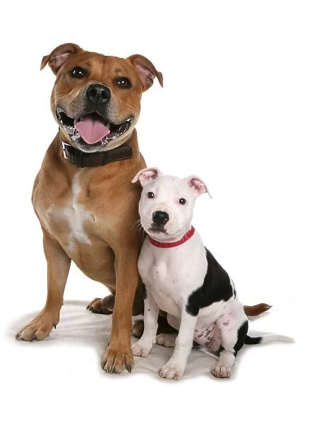 Domestic Dog, Staffordshire Bull Terrier, adult male and puppy, sitting, with collars