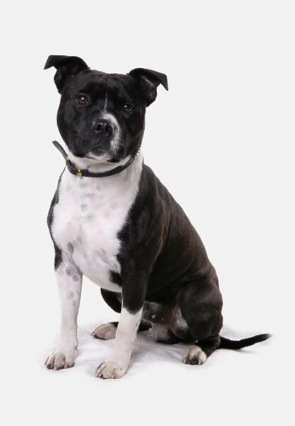 Domestic Dog, Staffordshire Bull Terrier, adult female, with collar, sitting