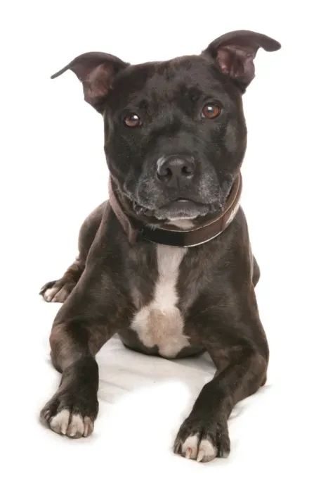 Framed Print : Domestic Dog, Staffordshire Bull Terrier, adult, laying Framed Print : Domestic Dog, Staffordshire Bull Terrier, adult, laying