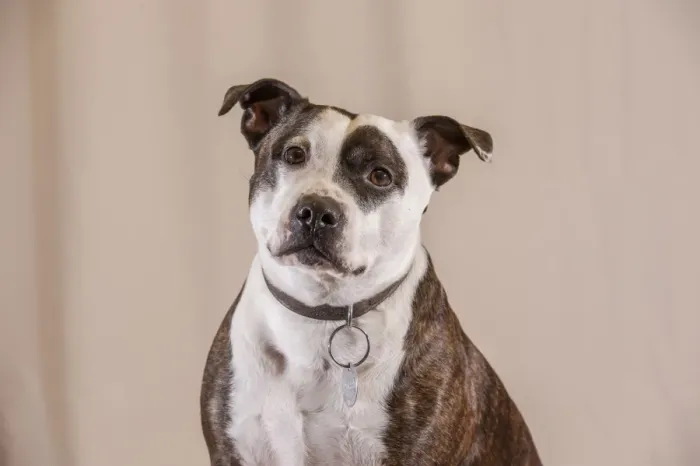 Framed Print : Domestic Dog, Staffordshire Bull Terrier, adult male, close-up of head and chest