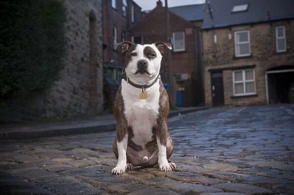Domestic Dog, Staffordshire Bull Terrier, adult male, wearing collar and identification tag, sitting in city street