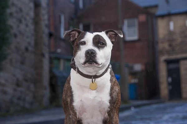 Domestic Dog, Staffordshire Bull Terrier, adult male, close-up of head and chest