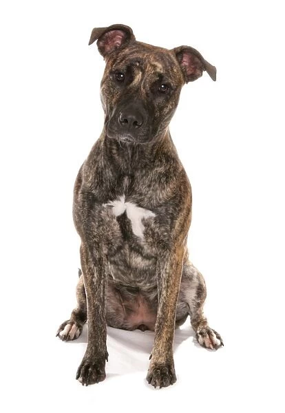 Domestic Dog, Staffordshire Bull Terrier cross, adult, sitting