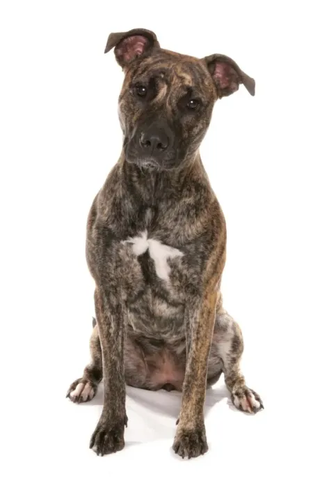 Framed Print : Domestic Dog, Staffordshire Bull Terrier cross, adult, sitting Framed Print : Domestic Dog, Staffordshire Bull Terrier cross, adult, sitting