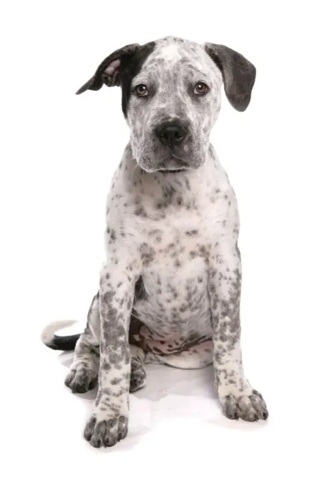 Framed Print : Domestic Dog, Staffordshire Bull Terrier x American Bulldog, puppy, sitting Framed Print : Domestic Dog, Staffordshire Bull Terrier x American Bulldog, puppy, sitting