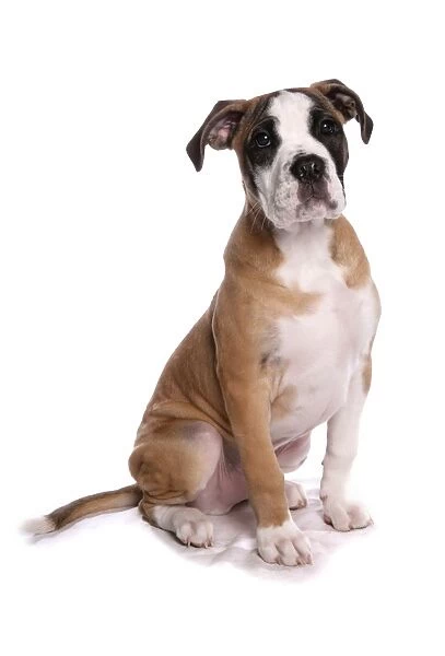 Domestic Dog, Staffordshire Bull Terrier x Boxer, puppy, sitting