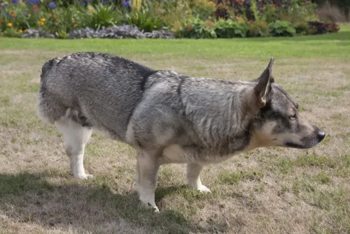 Framed Print : Domestic Dog, Swedish Vallhund, adult female, amputee with back leg missing, standing on garden lawn, England, August Framed Print : Domestic Dog, Swedish Vallhund, adult female, amputee with back leg missing, standing on garden lawn, England, August