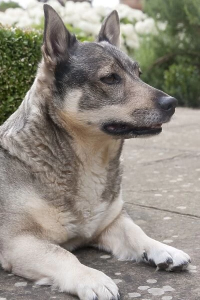 Domestic Dog, Swedish Vallhund, adult female, close-up of head and front legs, resting on garden paving, England