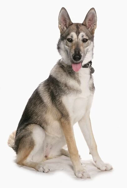 Domestic Dog, Tamaskan, adult female, sitting, with collar and tag