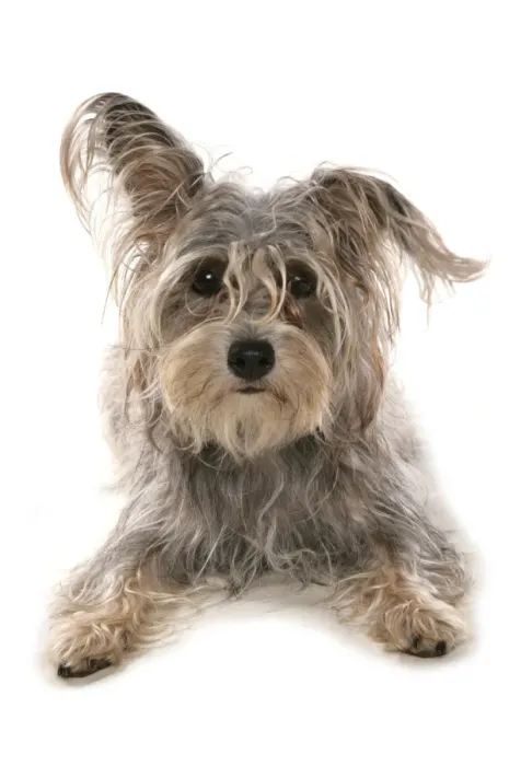 Framed Print : Domestic Dog, Terrier cross mongrel, adult, laying Framed Print : Domestic Dog, Terrier cross mongrel, adult, laying