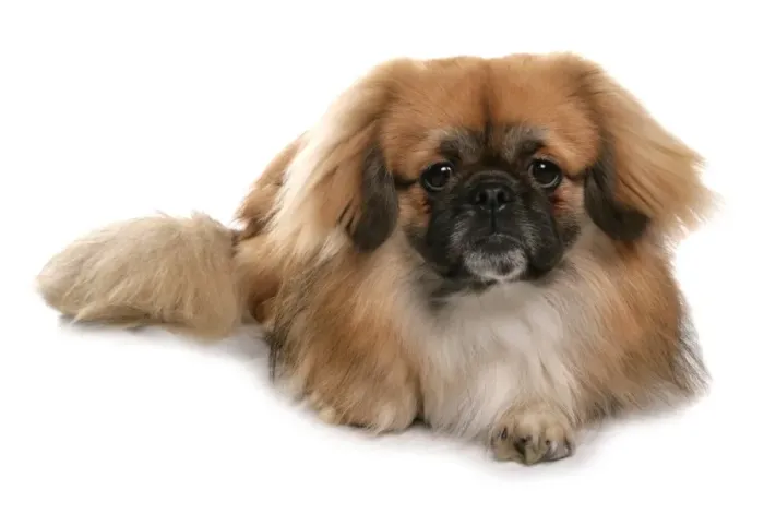 Framed Print : Domestic Dog, Tibetan Spaniel, adult, laying