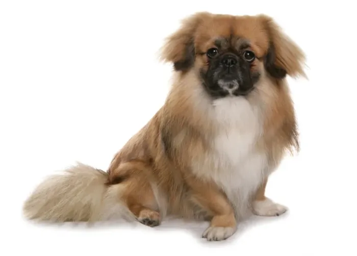 Framed Print : Domestic Dog, Tibetan Spaniel, adult, sitting