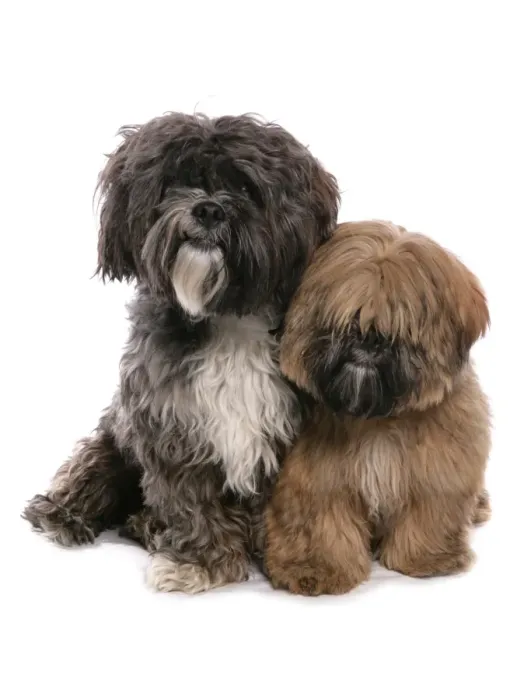 Framed Print : Domestic Dog, Tibetan Terrier, adult and puppy, sitting Framed Print : Domestic Dog, Tibetan Terrier, adult and puppy, sitting