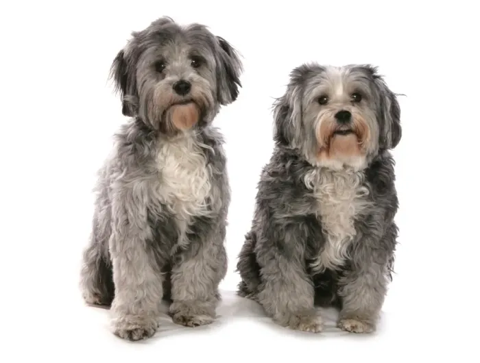 Framed Print : Domestic Dog, Tibetan Terrier, two adults, sitting Framed Print : Domestic Dog, Tibetan Terrier, two adults, sitting