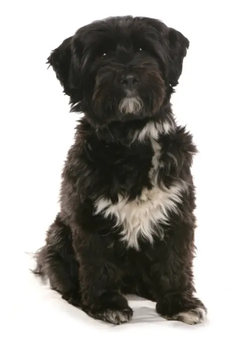 Framed Print : Domestic Dog, Tibetan Terrier, puppy, sitting Framed Print : Domestic Dog, Tibetan Terrier, puppy, sitting