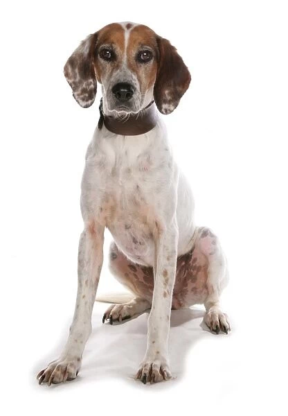 Domestic Dog, Trail Hound, adult, sitting, with collar