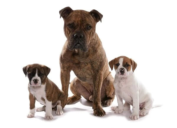 Domestic Dog, Victorian Bulldog, adult male and two puppies, sitting