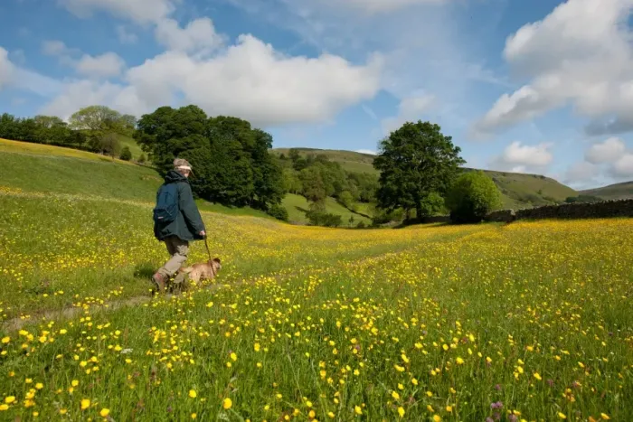 Framed Print : Domestic Dog, walked by owner on path in wildflower meadow, Muker, Swaledale, Yorkshire Dales N. P
