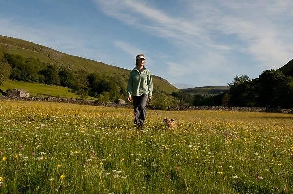 Domestic Dog, walked by owner in wildflower meadow, Muker, Swaledale, Yorkshire Dales N. P