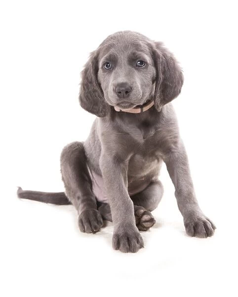 Domestic Dog, Weimaraner, blue long-haired variety, puppy, sitting