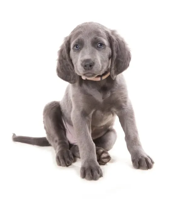 Framed Print : Domestic Dog, Weimaraner, blue long-haired variety, puppy, sitting
