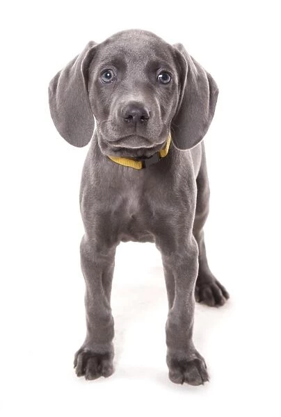 Domestic Dog, Weimaraner, blue short-haired variety, puppy, standing