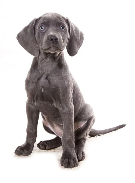 Domestic Dog, Weimaraner, blue short-haired variety, puppy, sitting