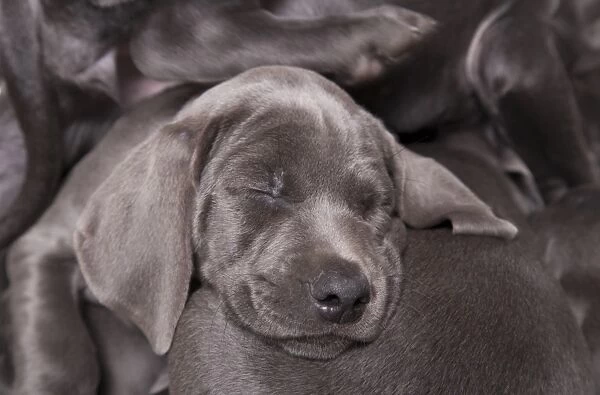 Domestic Dog, Weimaraner, blue short-haired variety, puppies, sleeping