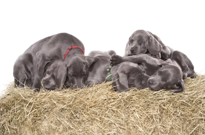 Framed Print : Domestic Dog, Weimaraner, blue short-haired variety, puppies, sleeping Framed Print : Domestic Dog, Weimaraner, blue short-haired variety, puppies, sleeping